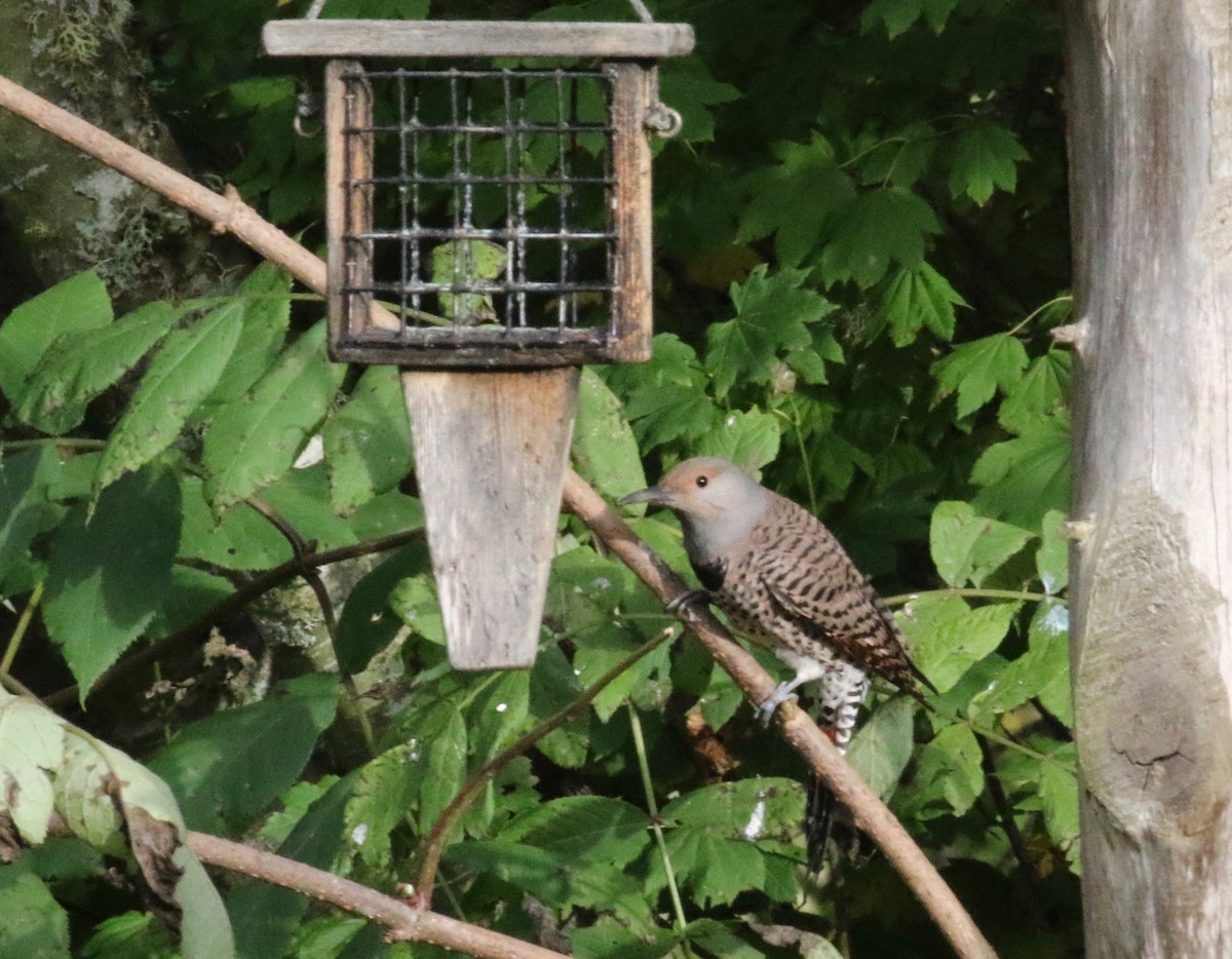 Northern Flicker (Red-shafted) - ML621251458