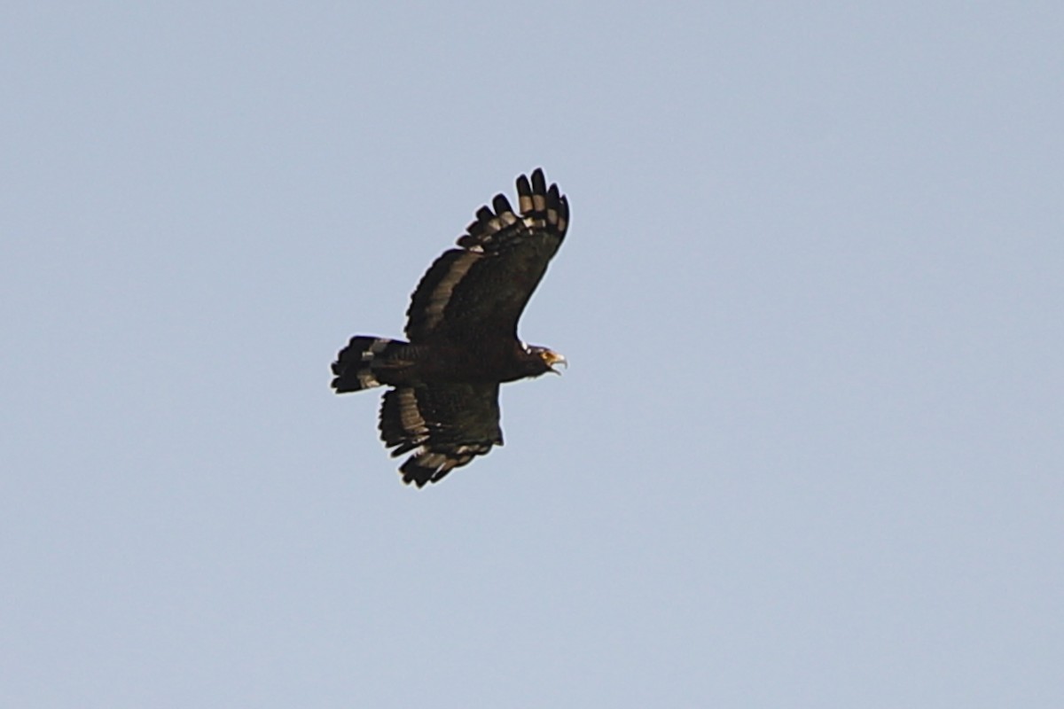 Crested Serpent-Eagle - ML621251463
