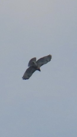 Red-tailed Hawk - ML621251473