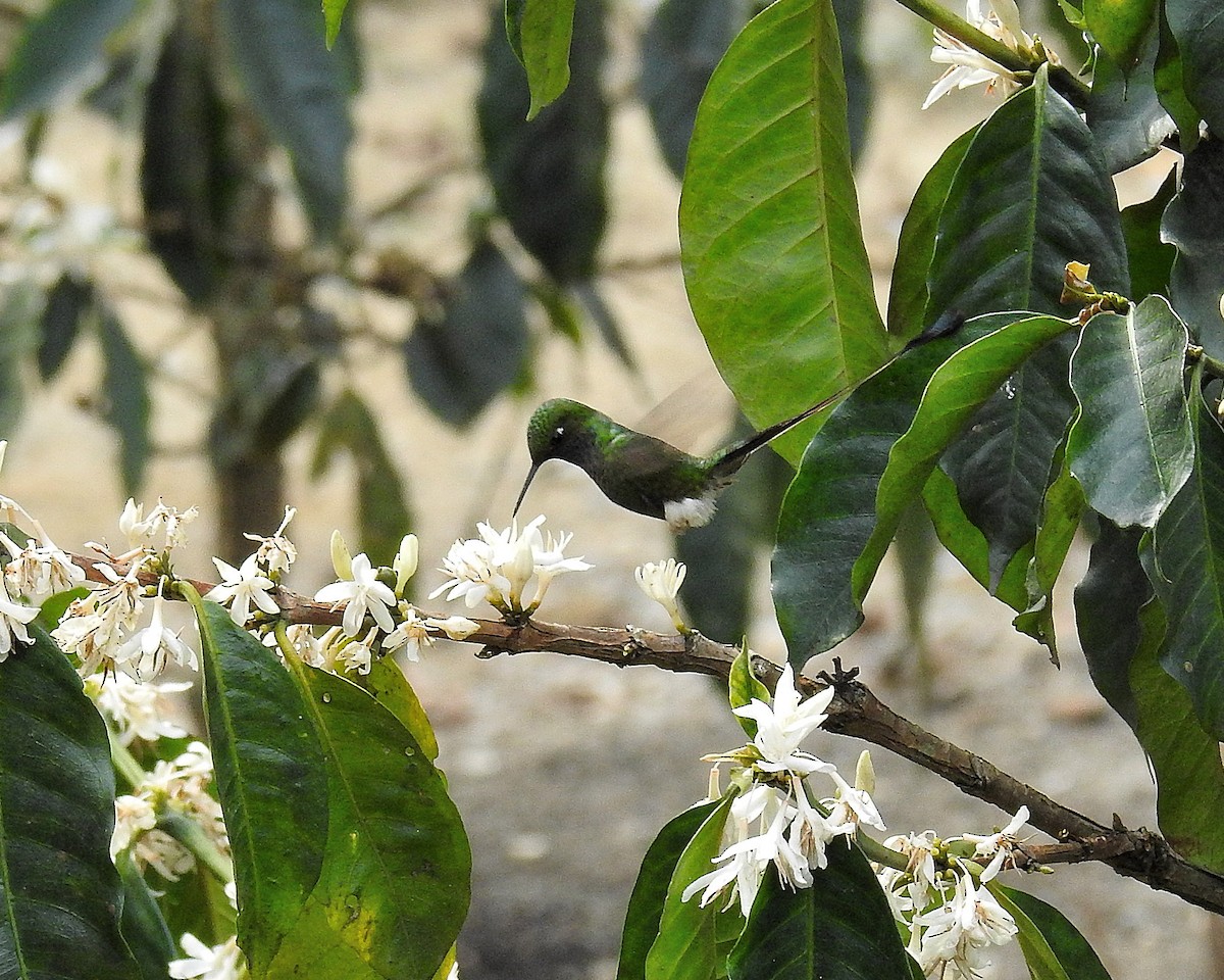 White-booted Racket-tail - ML621251511