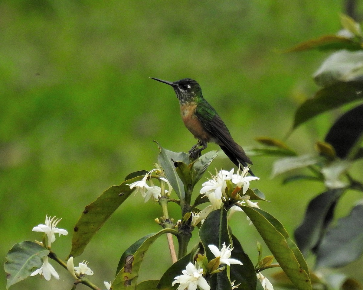 Speckled Hummingbird - ML621251528