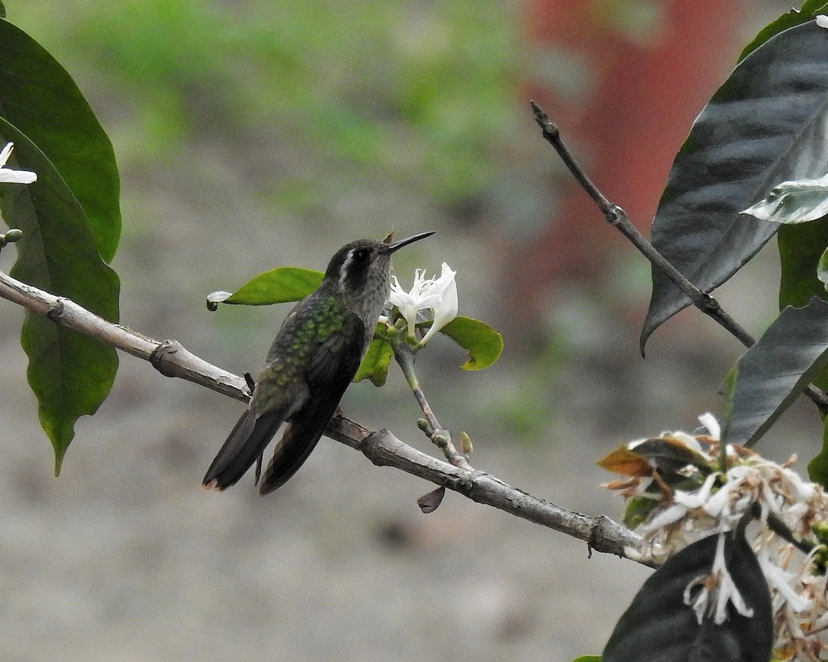 Speckled Hummingbird - ML621251530