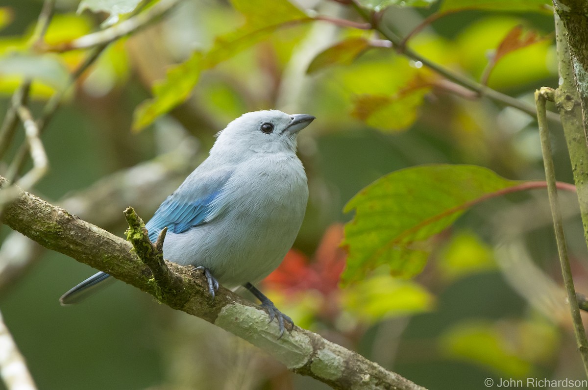 Blue-gray Tanager - ML621251592