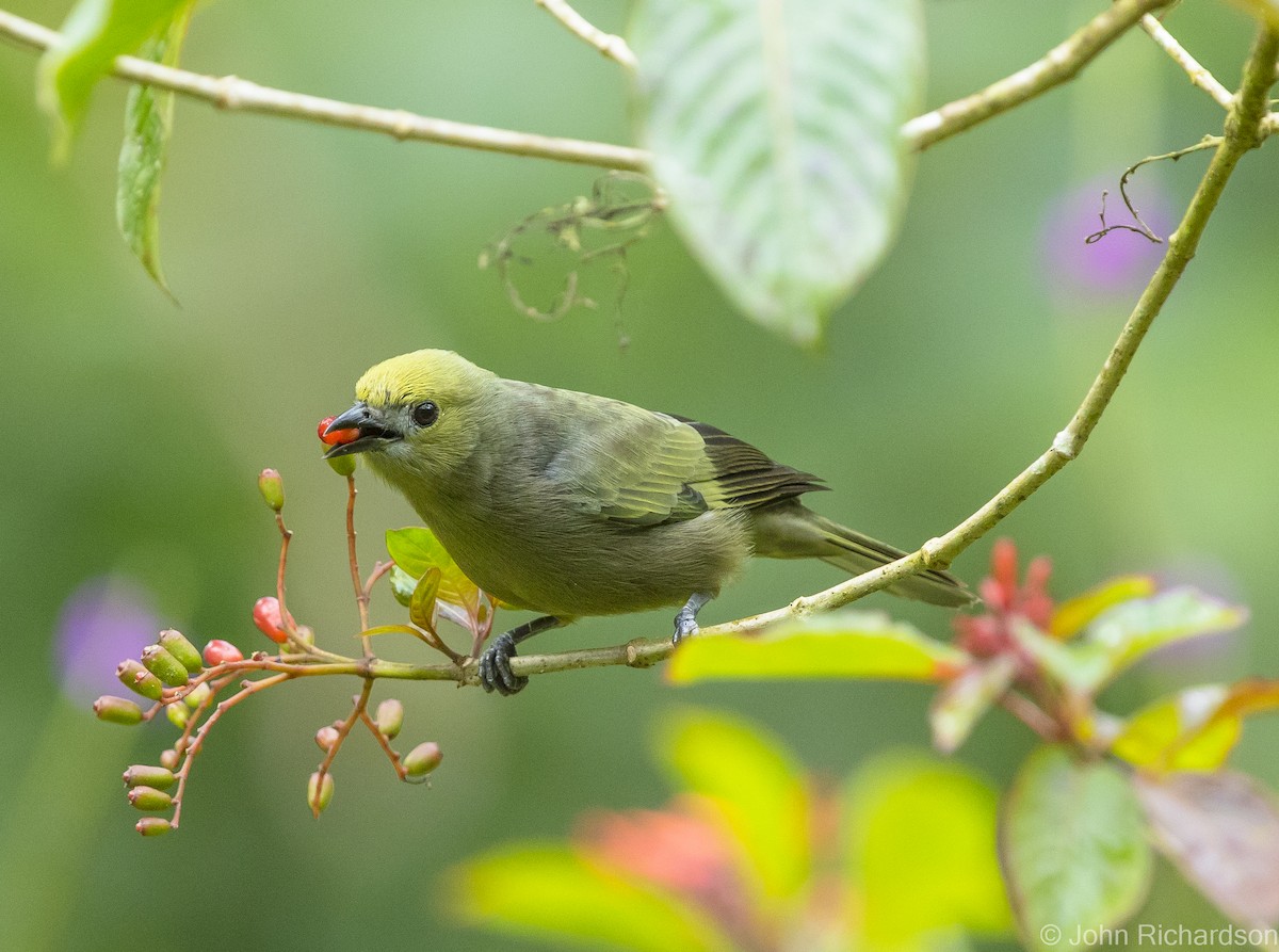 Palm Tanager - ML621251603