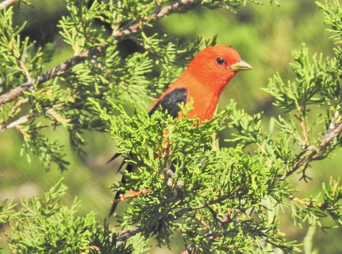 Scarlet Tanager - ML621251613