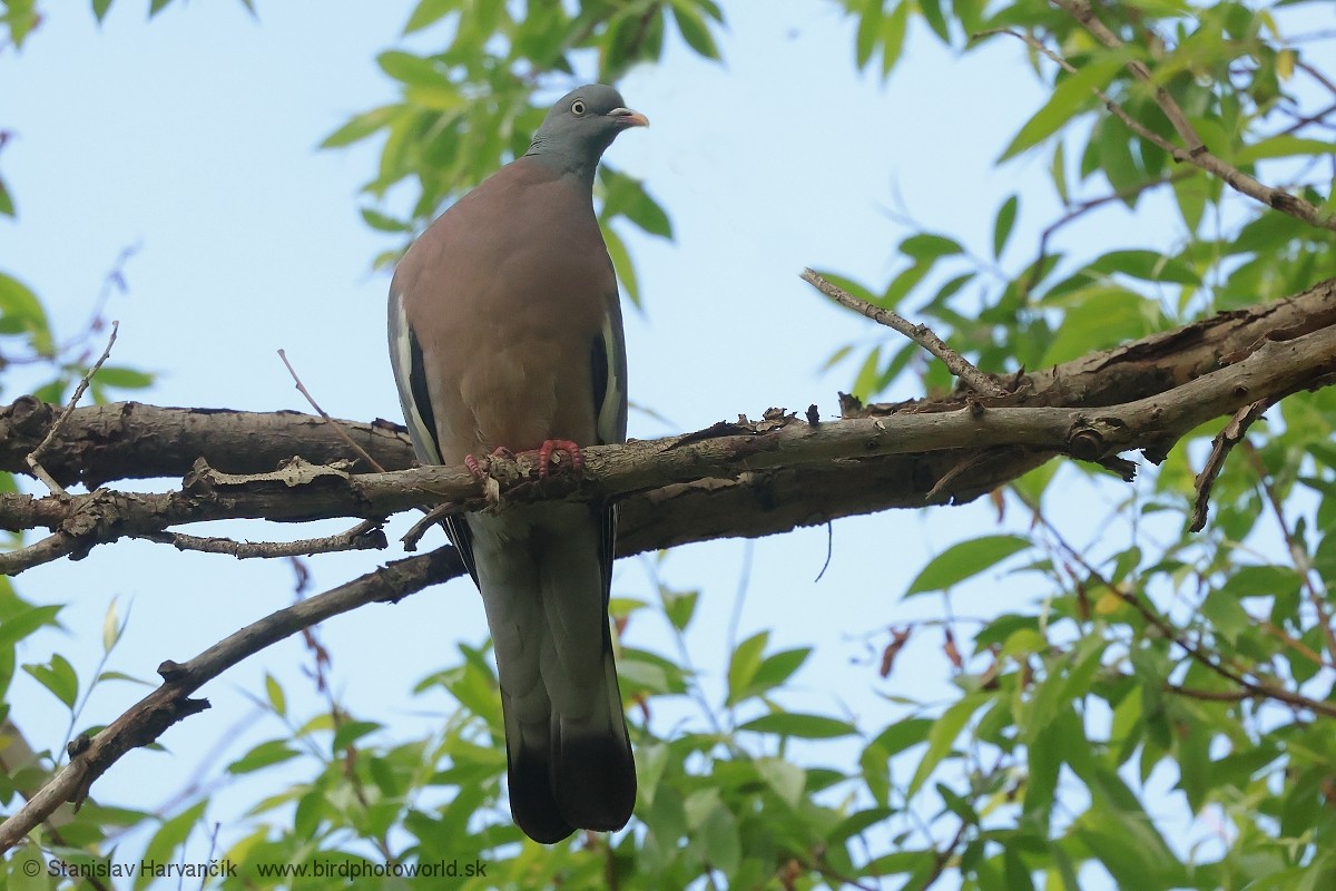 Common Wood-Pigeon - ML621251669