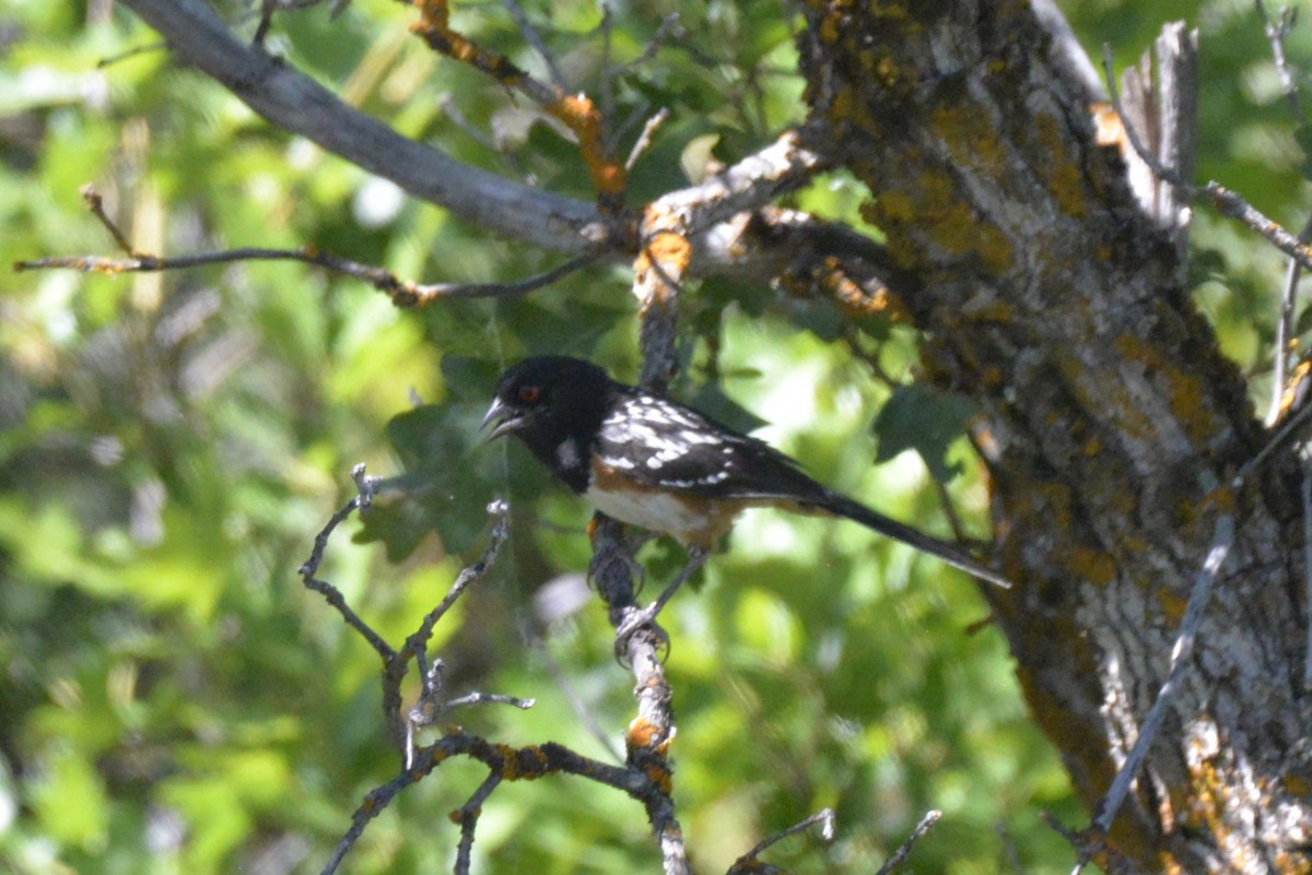 Spotted Towhee - ML621251675