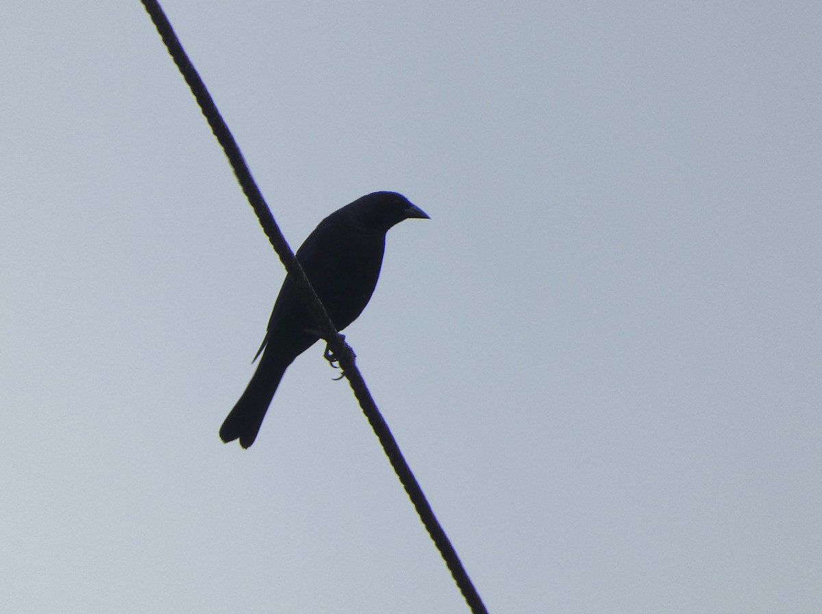 Shiny Cowbird - ML621251677