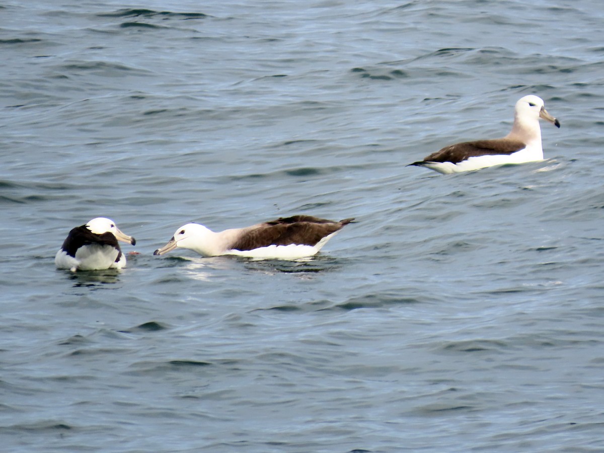 albatros černobrvý - ML621251715