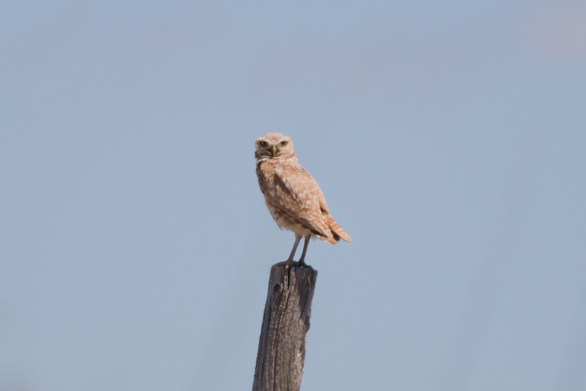 Burrowing Owl - ML621251718