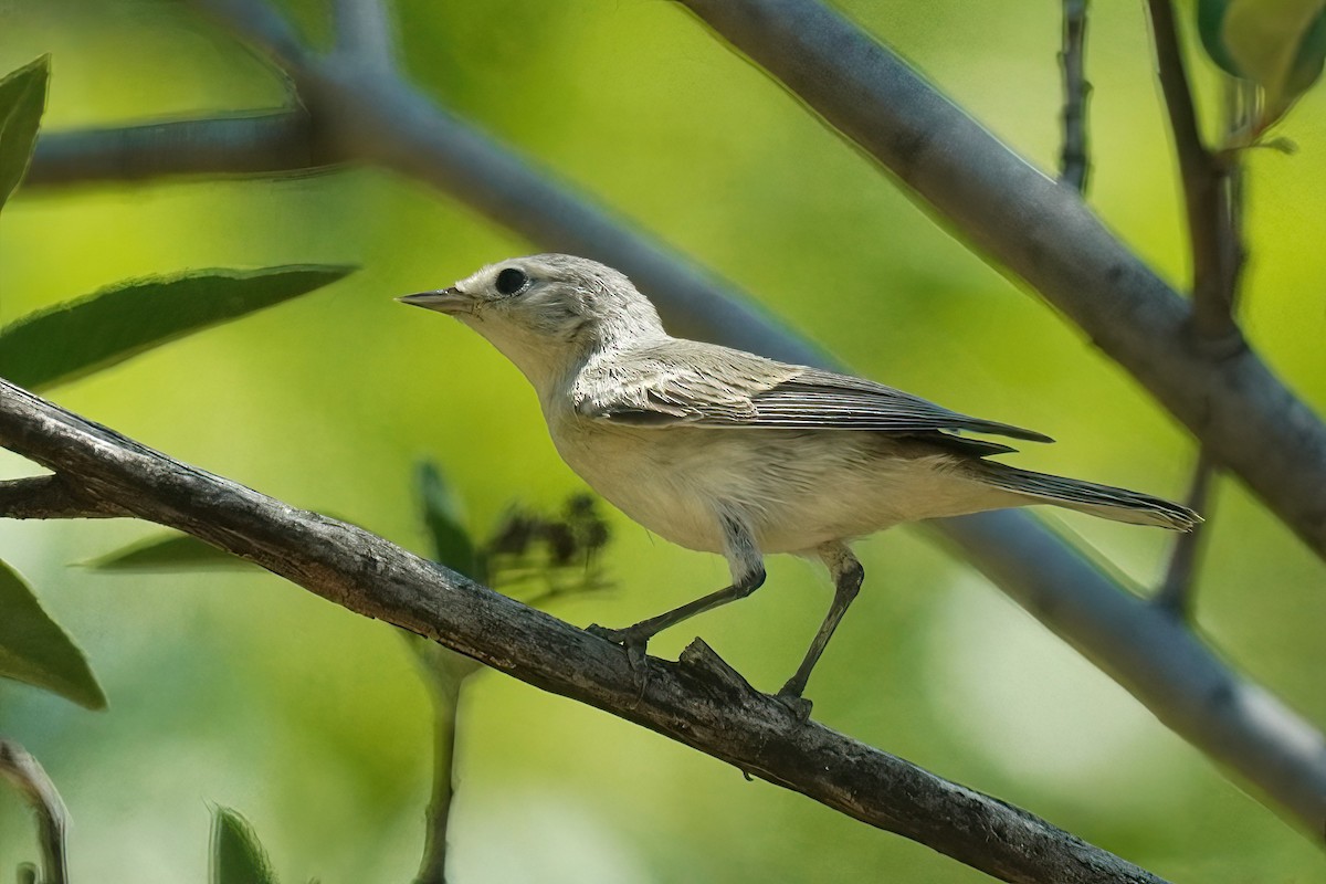 Lucy's Warbler - ML621251722