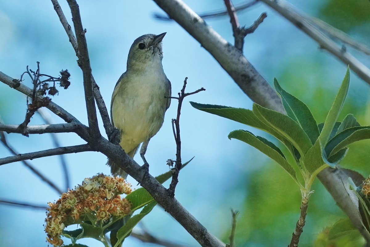 Lucy's Warbler - ML621251723