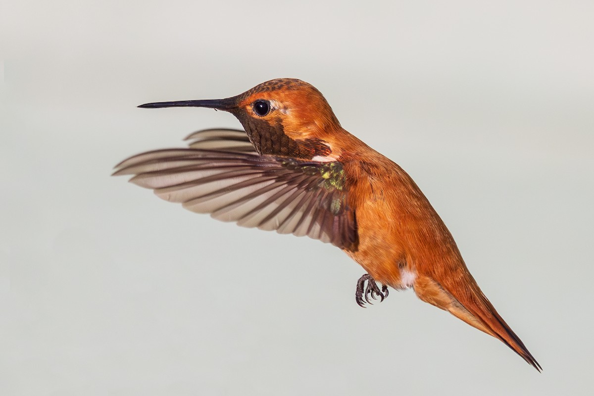 Rufous Hummingbird - ML621251725