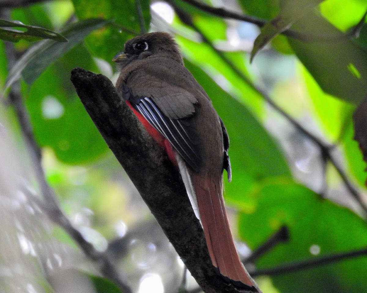 Collared Trogon - ML621251726