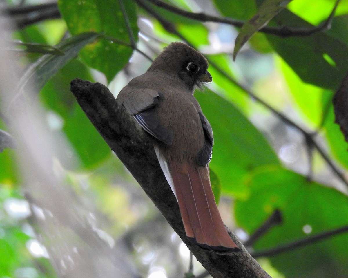 Halkalı Trogon - ML621251734