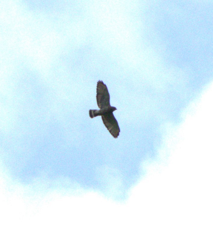 Broad-winged Hawk - ML621251743