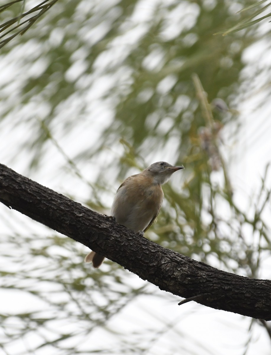 Rufous-banded Honeyeater - ML621251762