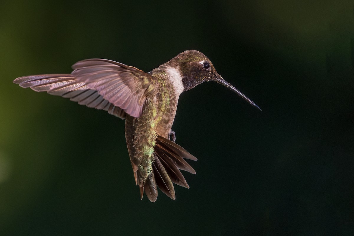Black-chinned Hummingbird - ML621251803