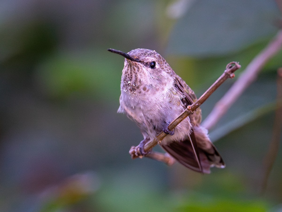 Anna's Hummingbird - ML621251815