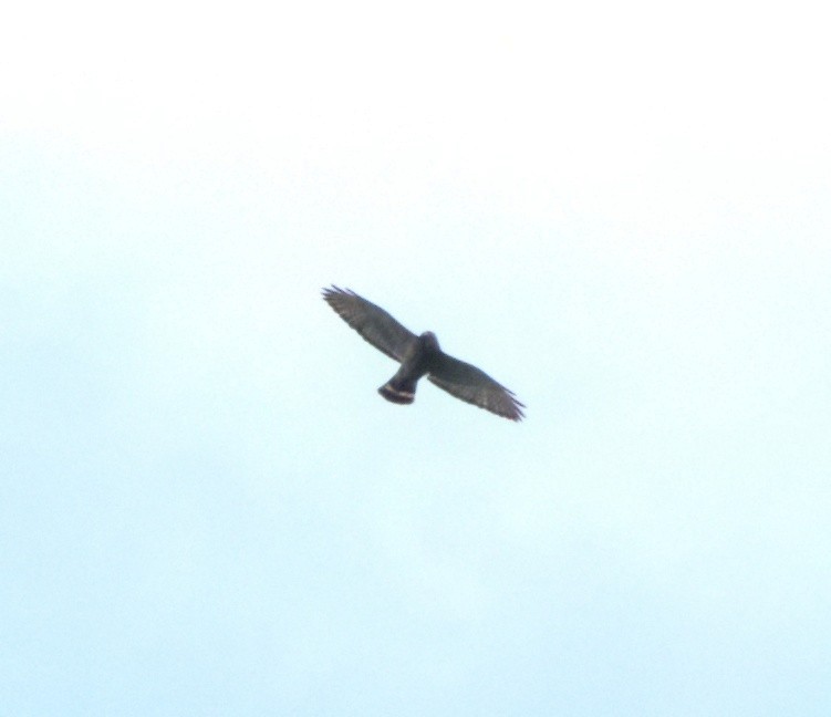 Broad-winged Hawk - ML621251826