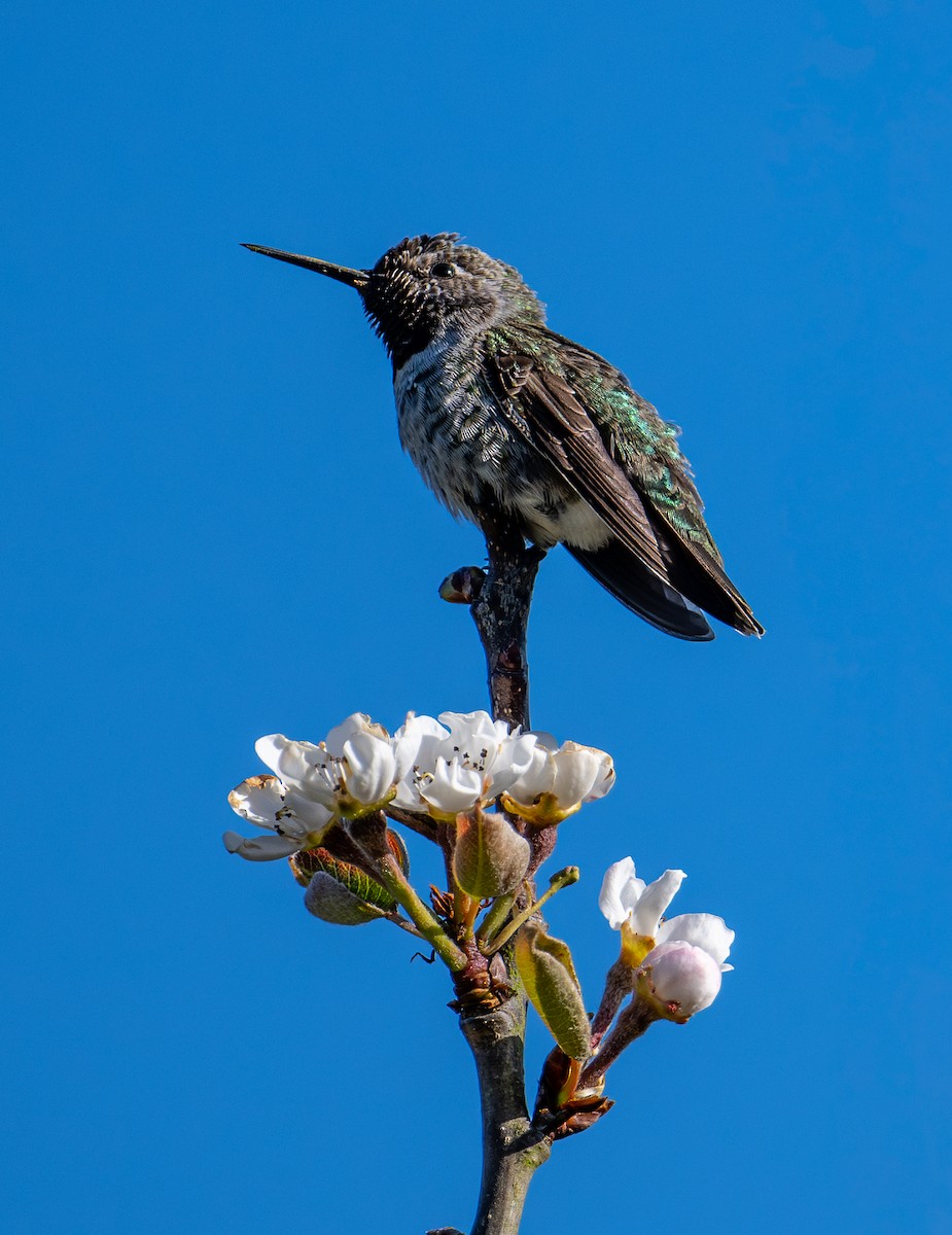 Anna's Hummingbird - ML621251827