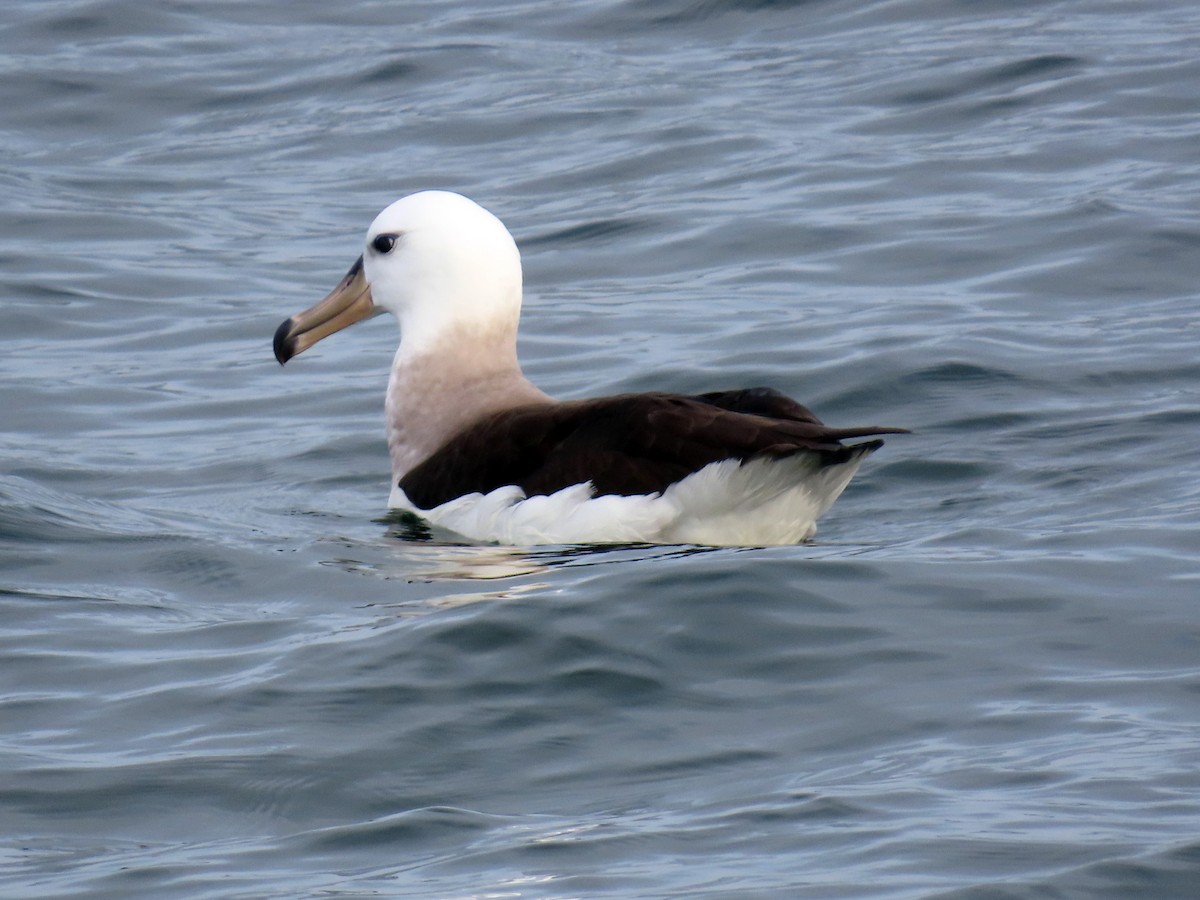 albatros černobrvý - ML621251885