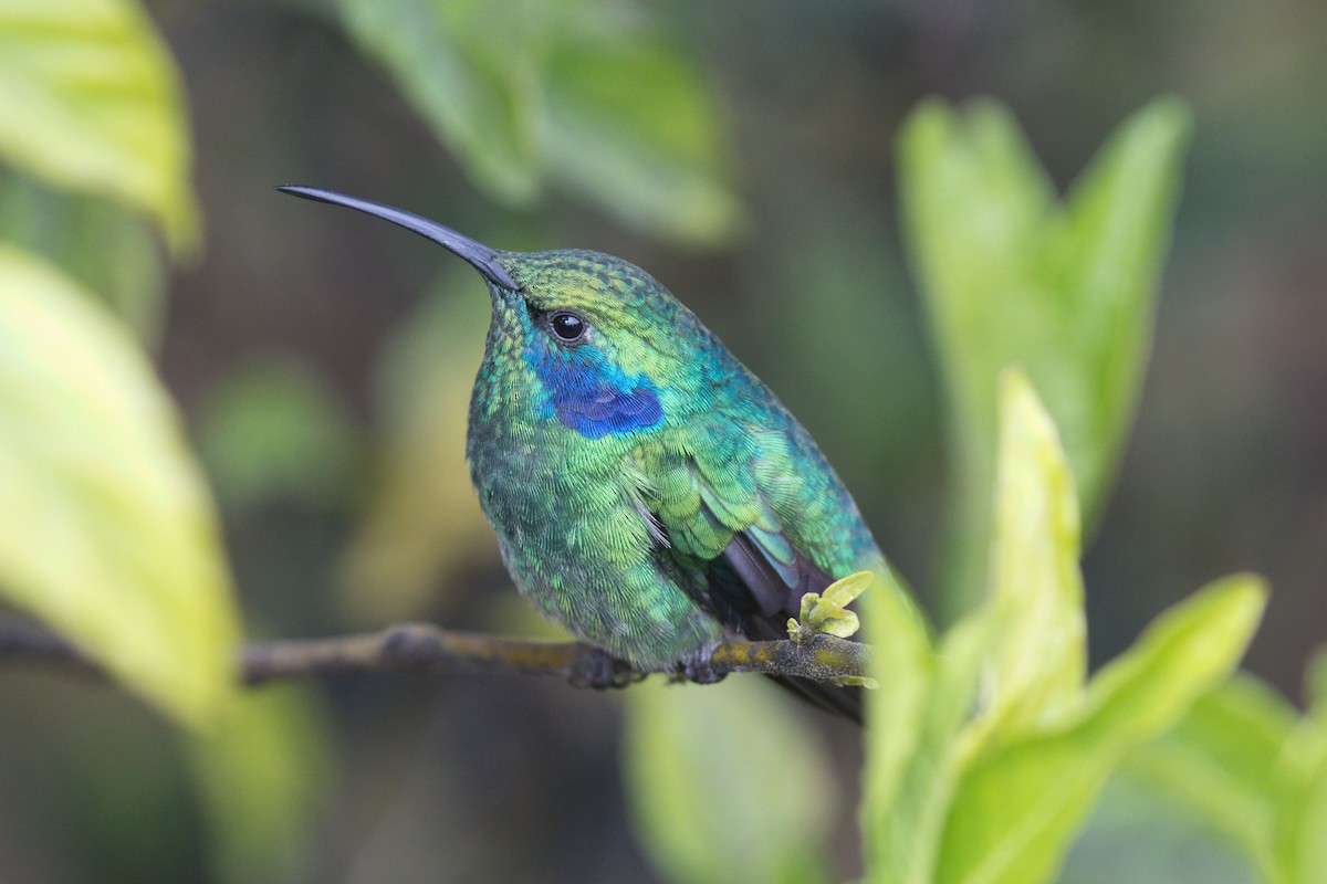 kolibřík modrouchý - ML621251886