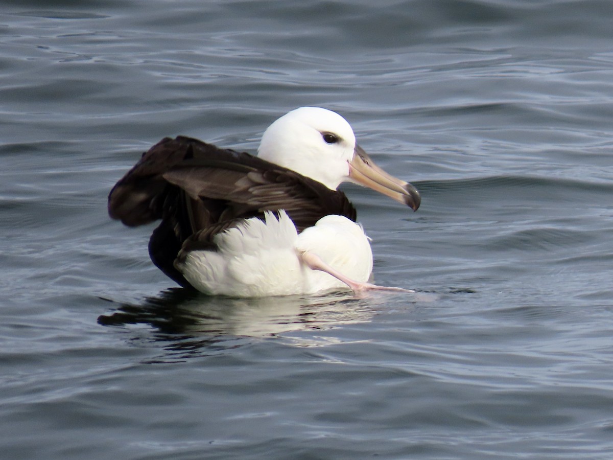 albatros černobrvý - ML621251897