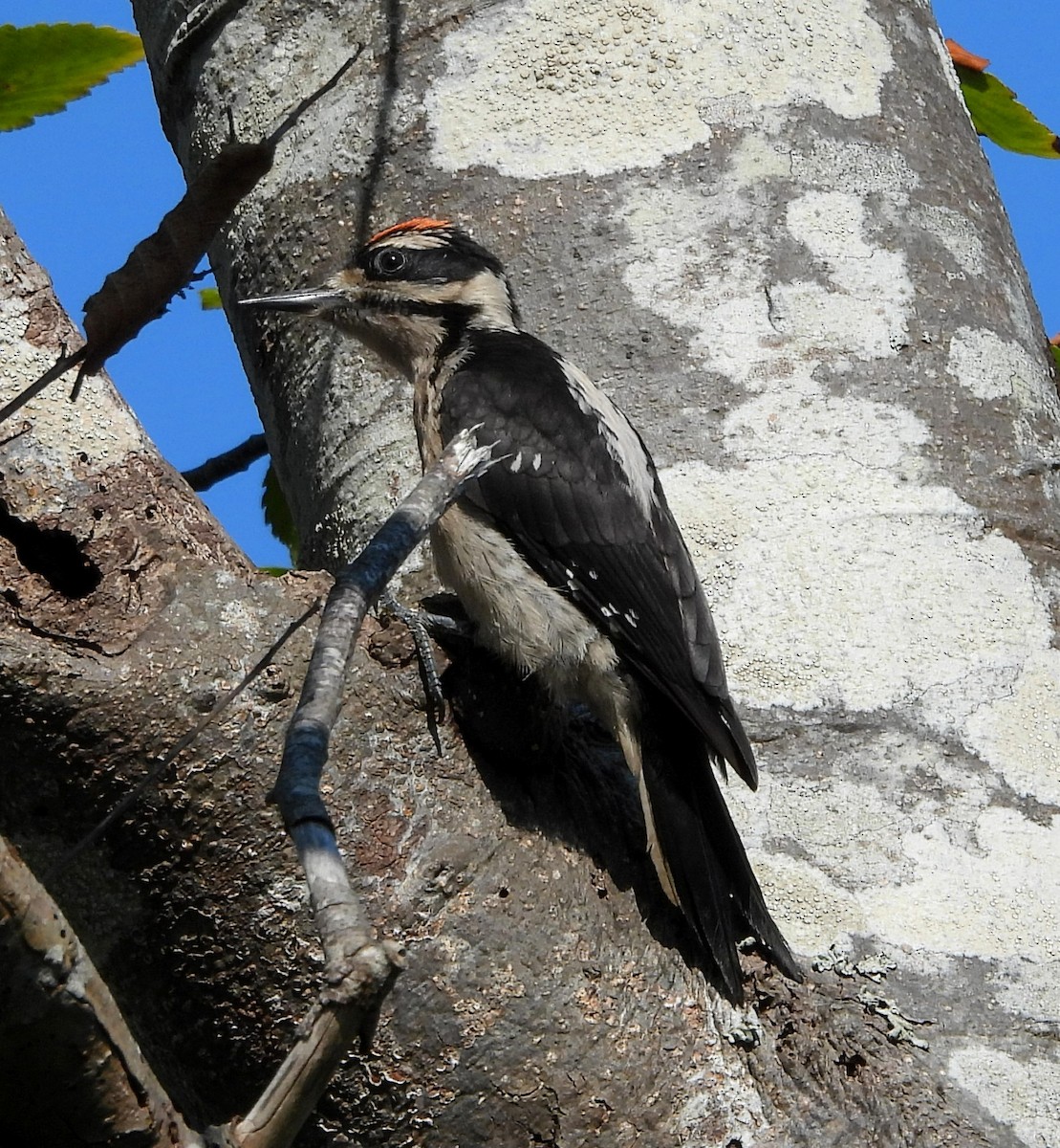 Hairy Woodpecker - ML621251901