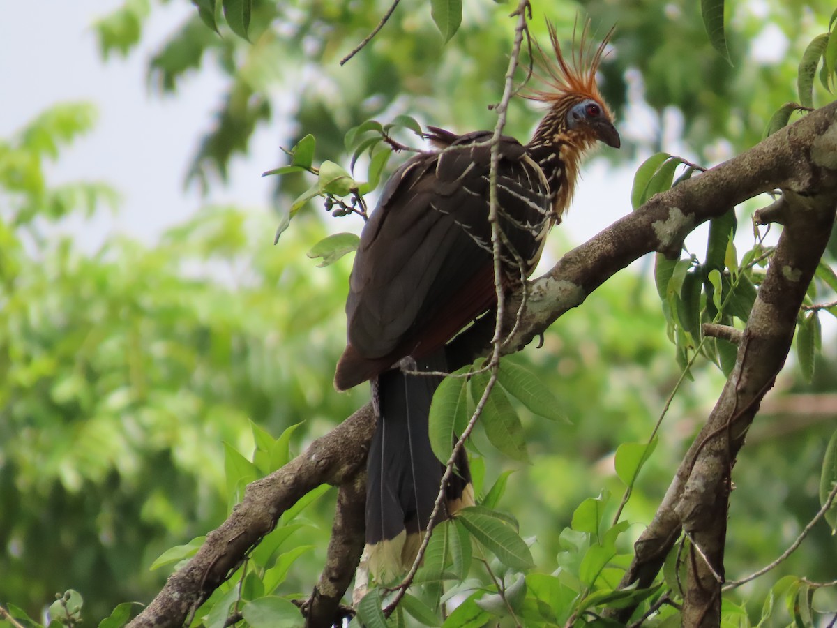 hoatzin - ML621251939