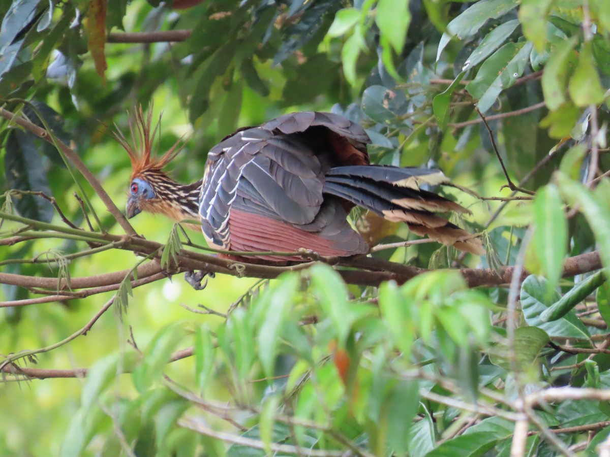 hoatzin - ML621251941