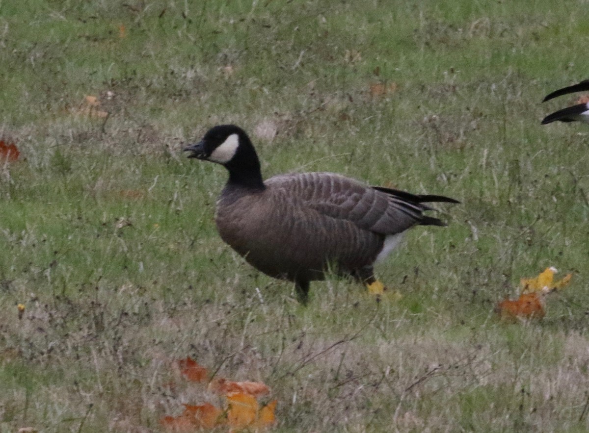 Cackling Goose (minima) - ML621251956