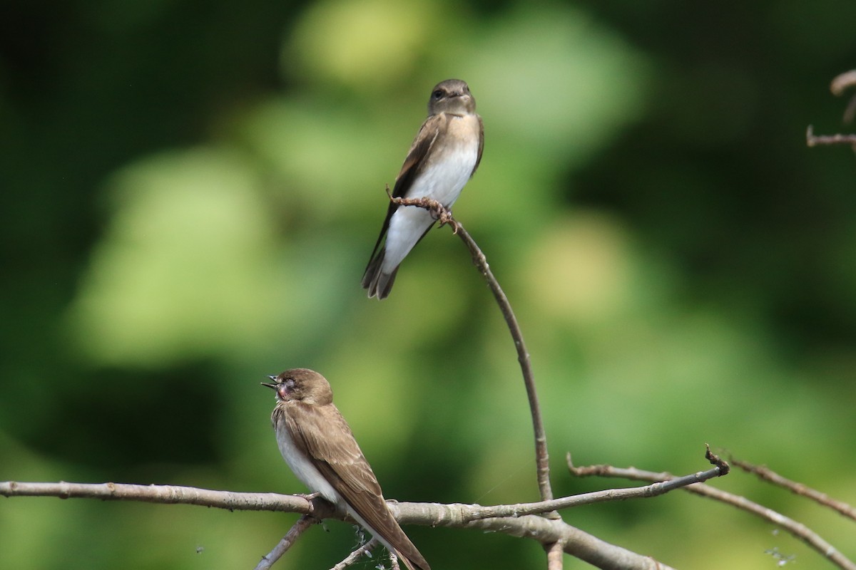 Northern Rough-winged Swallow - ML621251987
