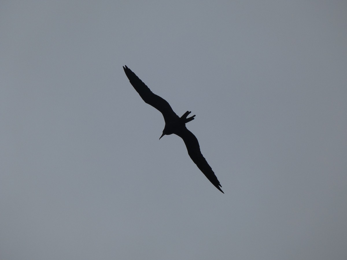 Magnificent Frigatebird - ML621251991