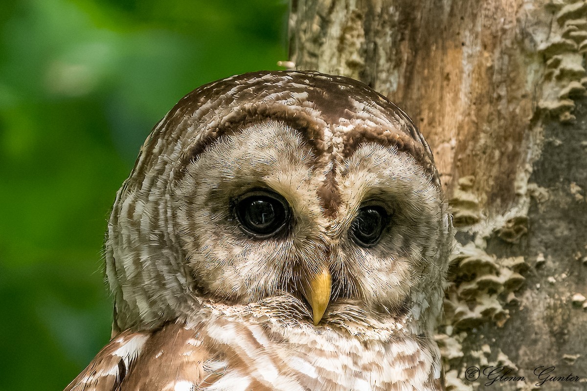 Barred Owl - ML621252002