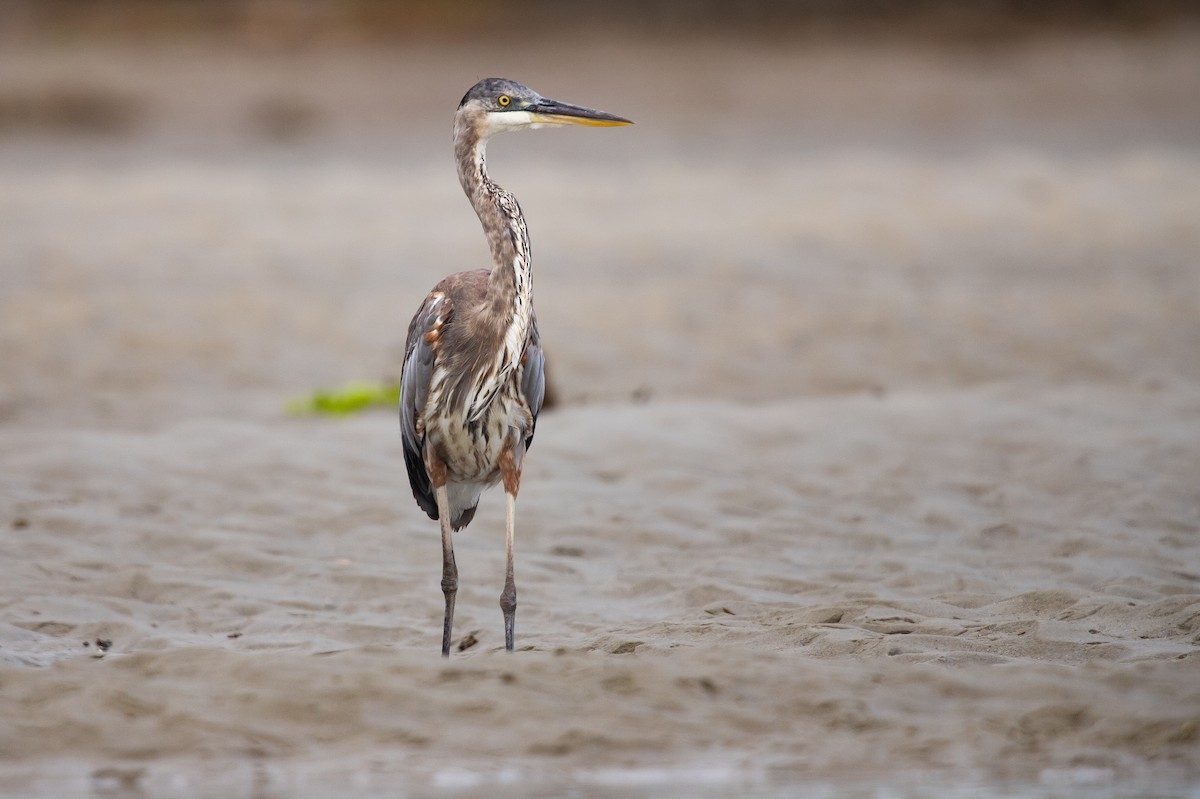 Great Blue Heron - ML621252050