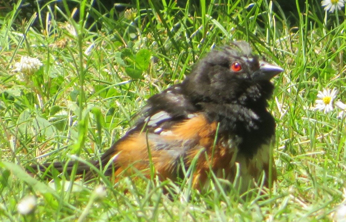 Spotted Towhee - ML621252061
