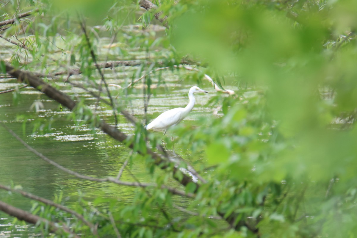 Little Blue Heron - ML621252080