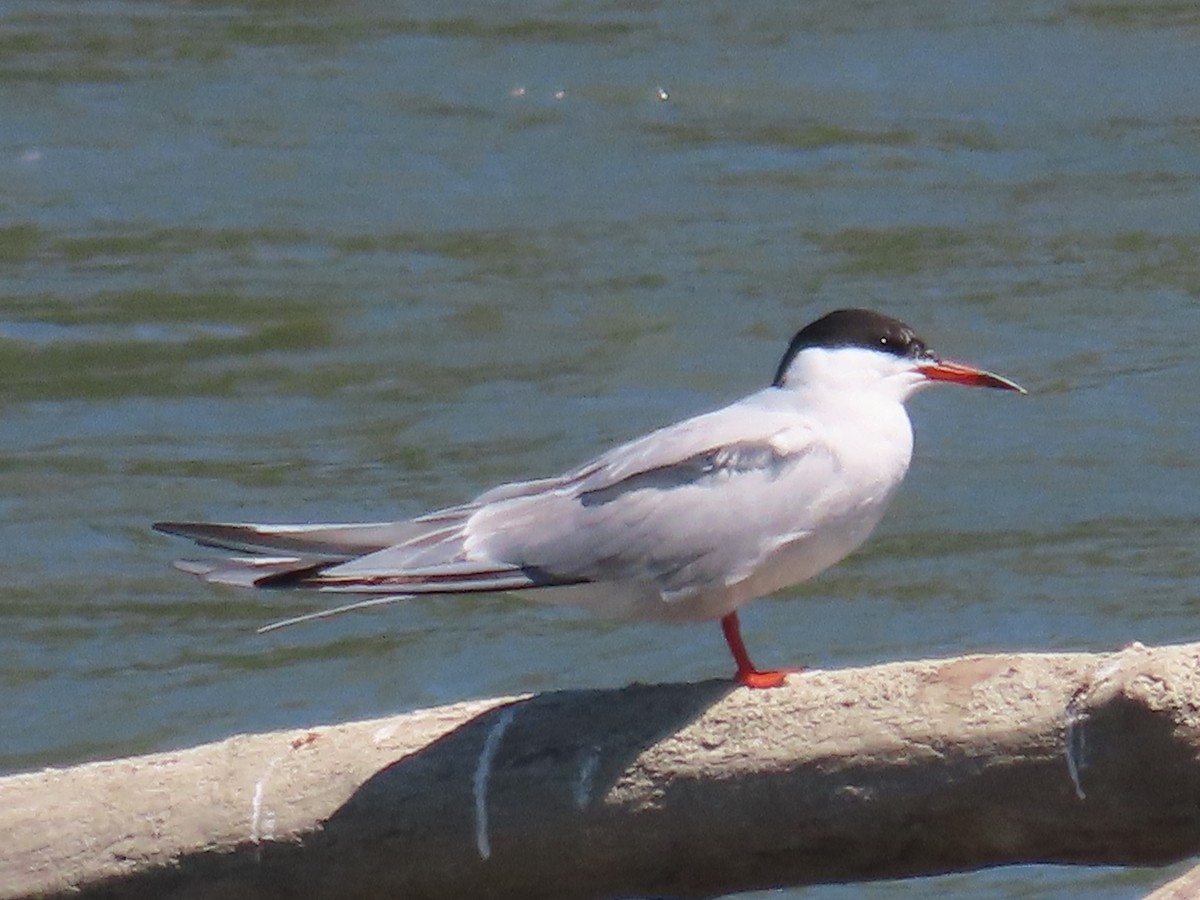 Common Tern - ML621252130