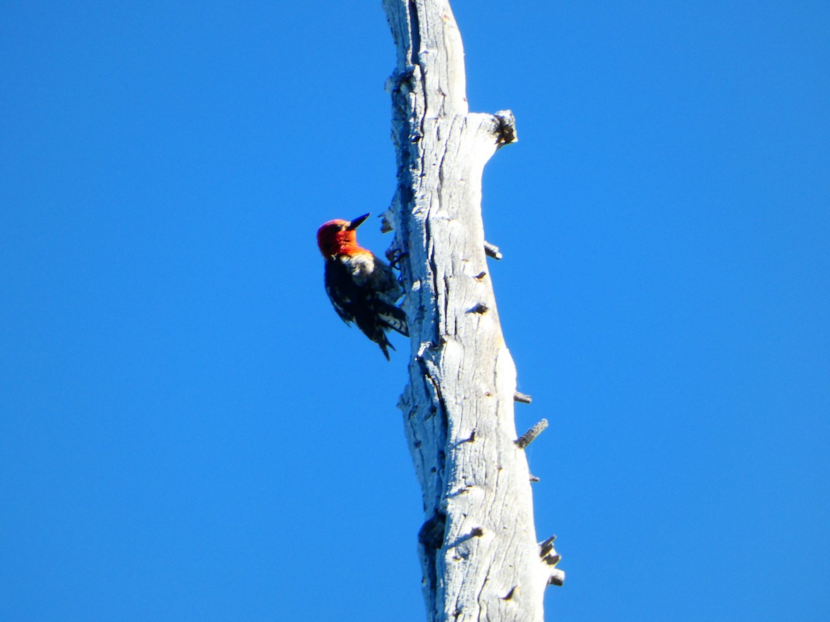 Red-breasted Sapsucker - ML621252160