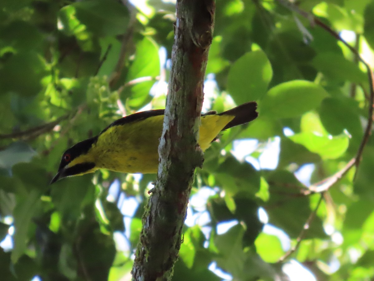 Dacnis Ventriamarillo - ML621252162