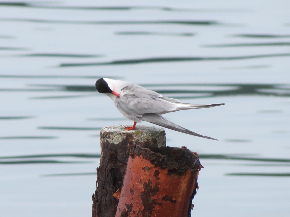 Common Tern - ML621252170