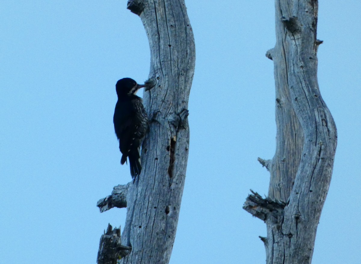 Black-backed Woodpecker - ML621252181