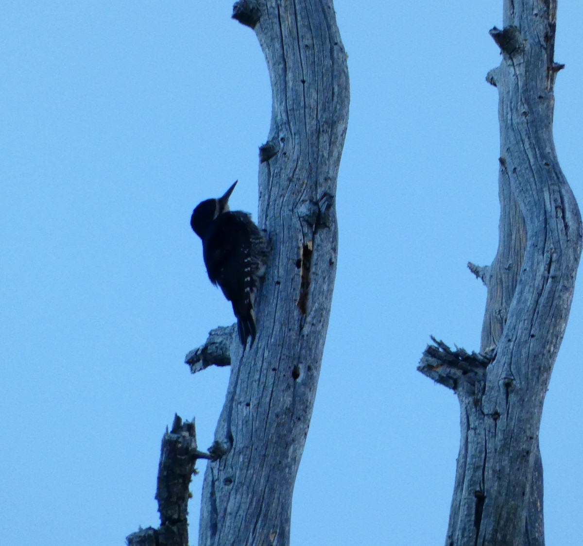 Black-backed Woodpecker - ML621252186