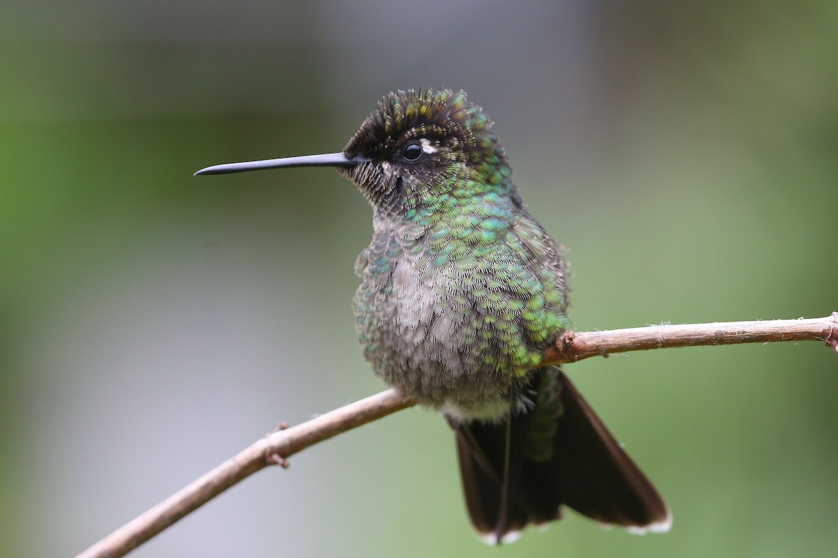 Talamanca Hummingbird - ML621252190