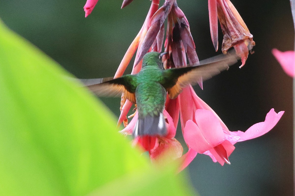 Stripe-tailed Hummingbird - ML621252194