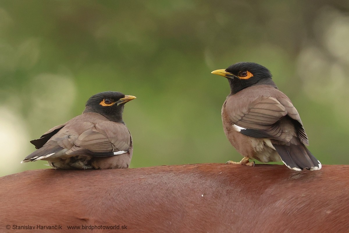 Common Myna - ML621252229