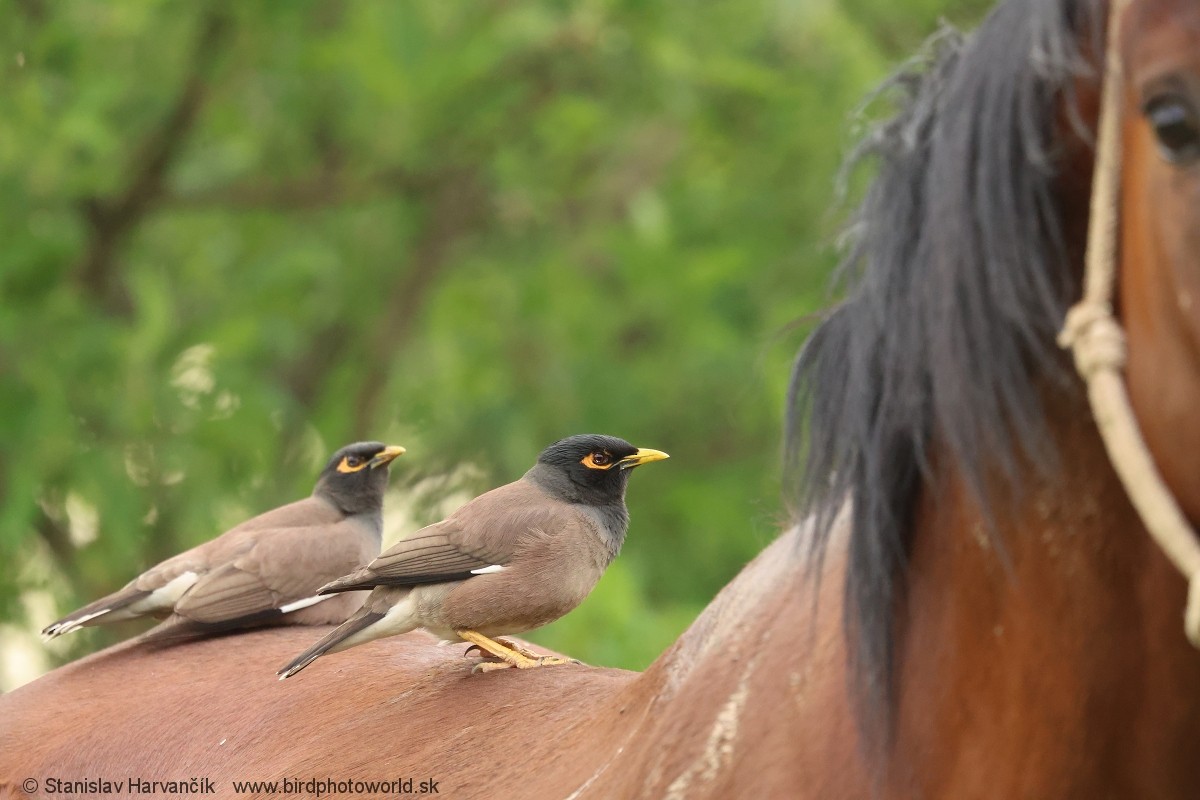 Common Myna - ML621252230