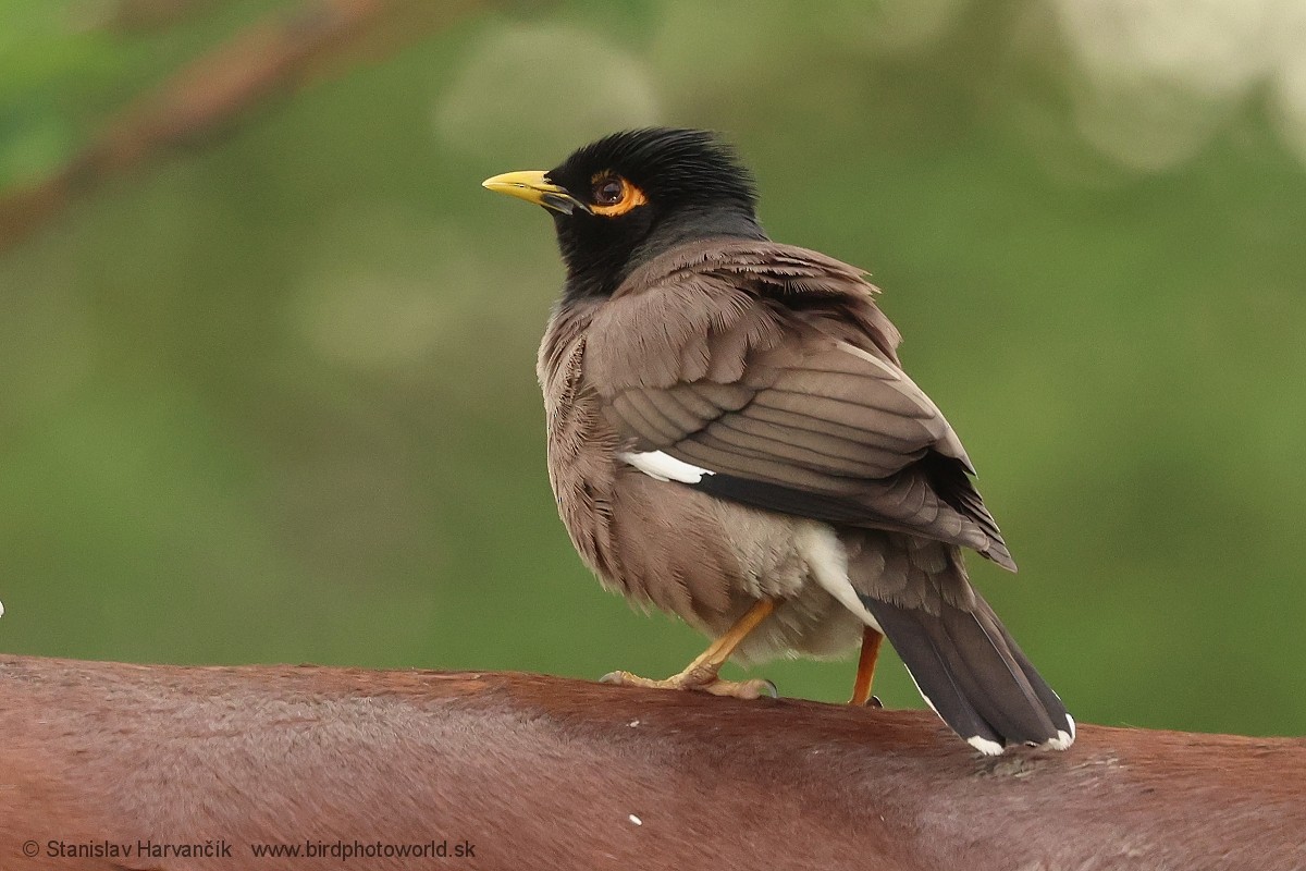 Common Myna - ML621252231