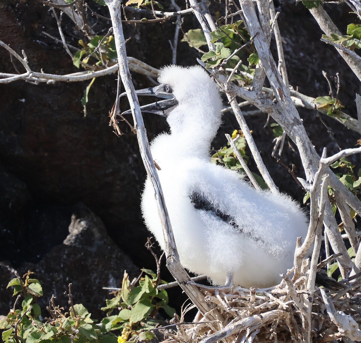 Red-footed Booby - ML621252261